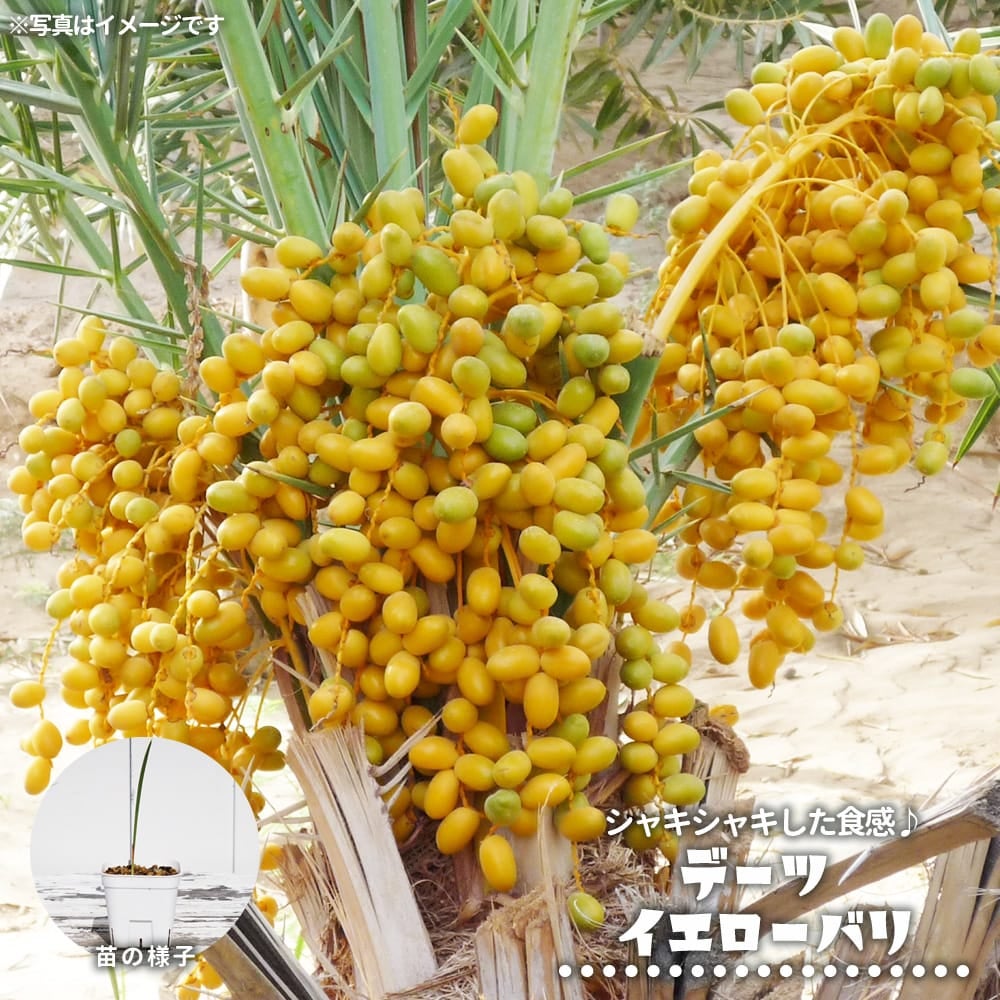 ヤシの木 | 苗木部 本店 By 花ひろばオンライン