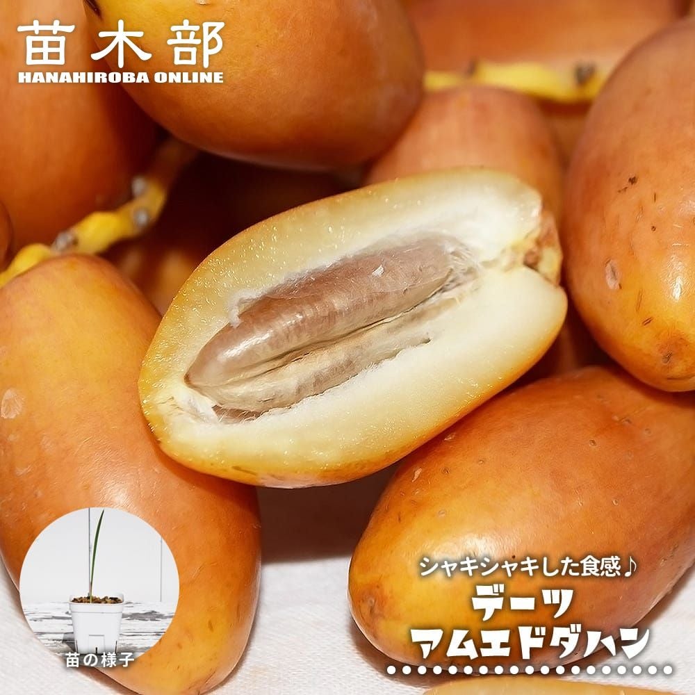 アビウ ジャイアント ゴールデン 苗 販売 苗木部 By 花ひろばオンライン