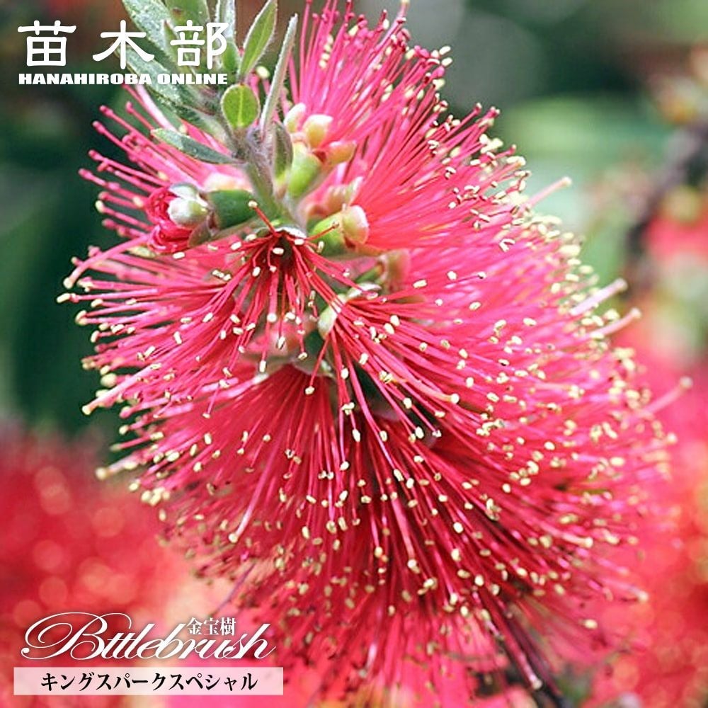 カリステモン リトルジョン 苗 販売 苗木部 By 花ひろばオンライン