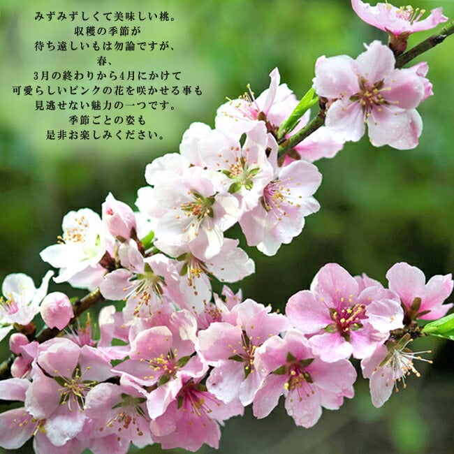 000000015951-03.jpg?size=l&w=