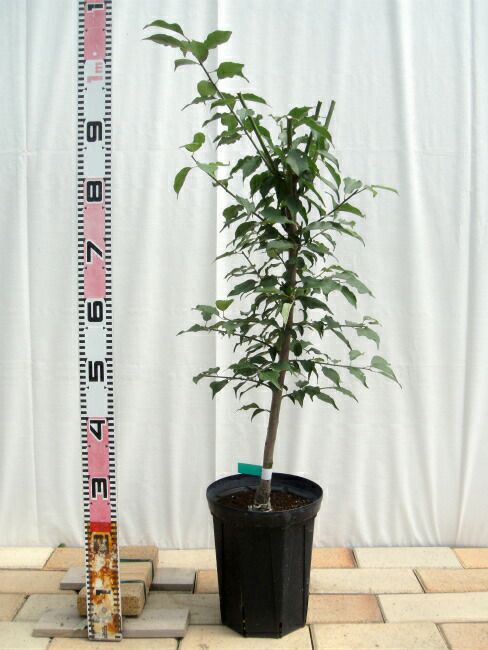 000000015953-02.jpg?size=l&w=