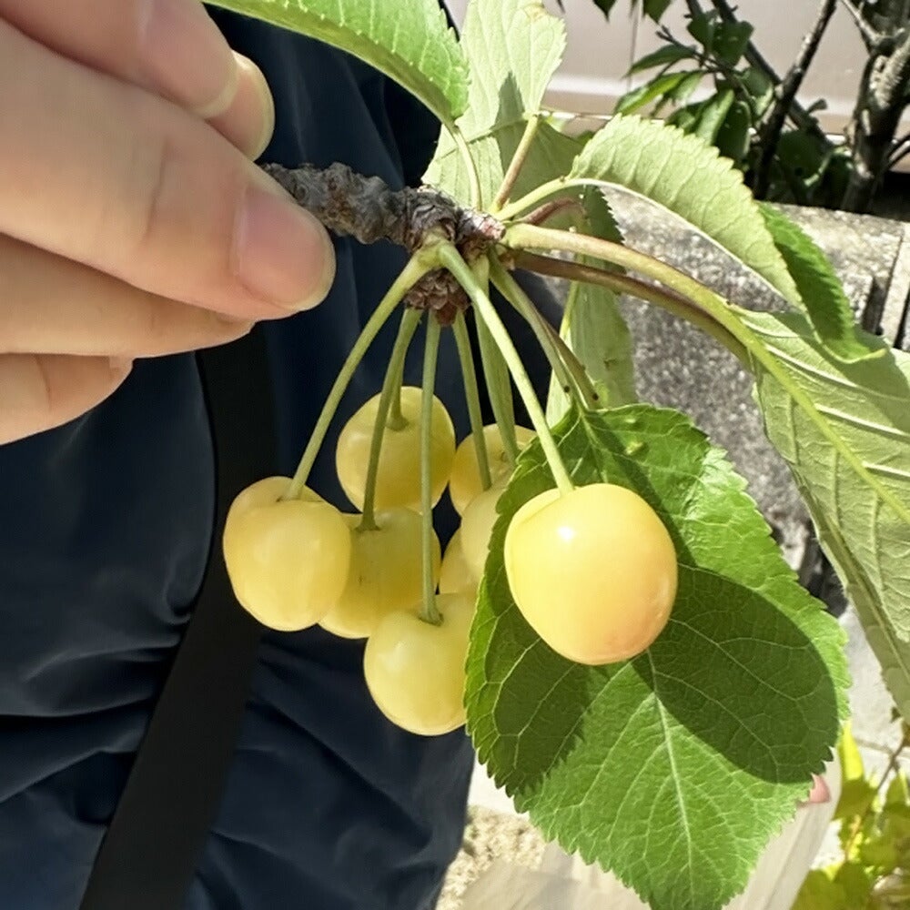 さくらんぼの木　鉢植え さくらんぼの結実（落果）ついて伺います開花し小さな実を付け