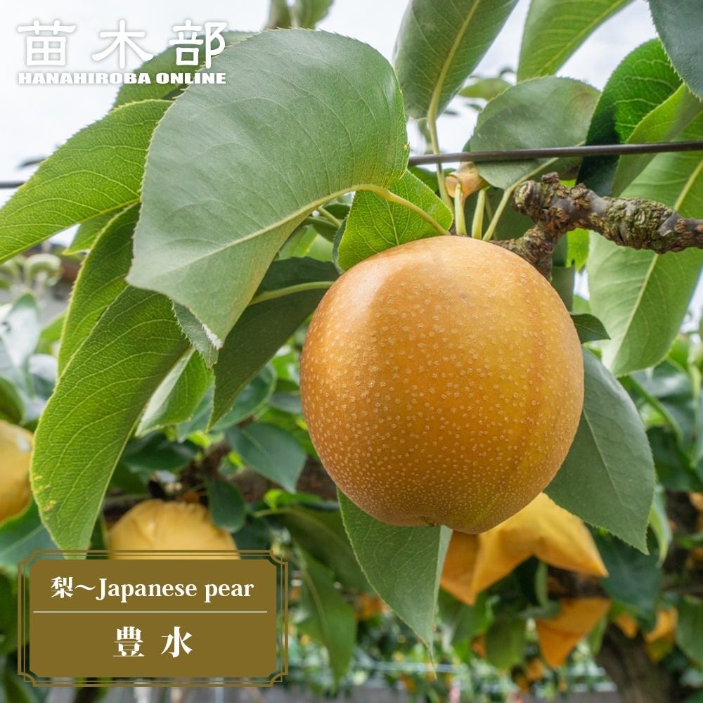 000000015957-01.jpg?size=m&w=