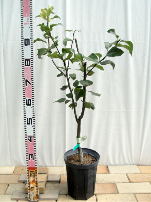 000000015957-03.jpg?size=l&w=