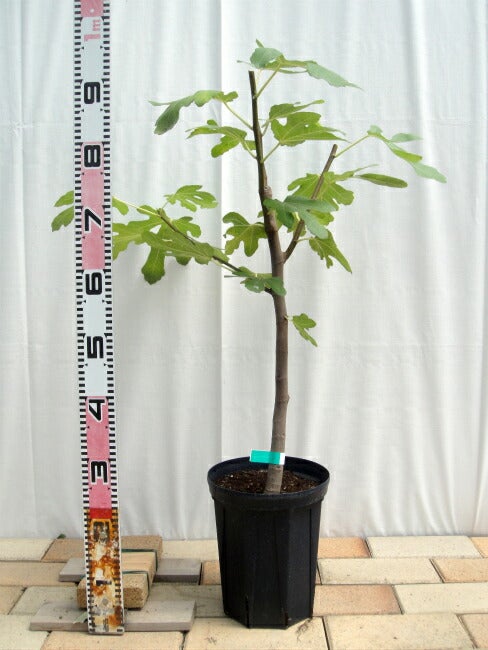 000000015959-03.jpg?size=l&w=