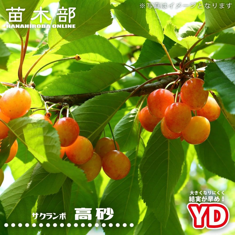 000000015961-01.jpg?size=m&w=