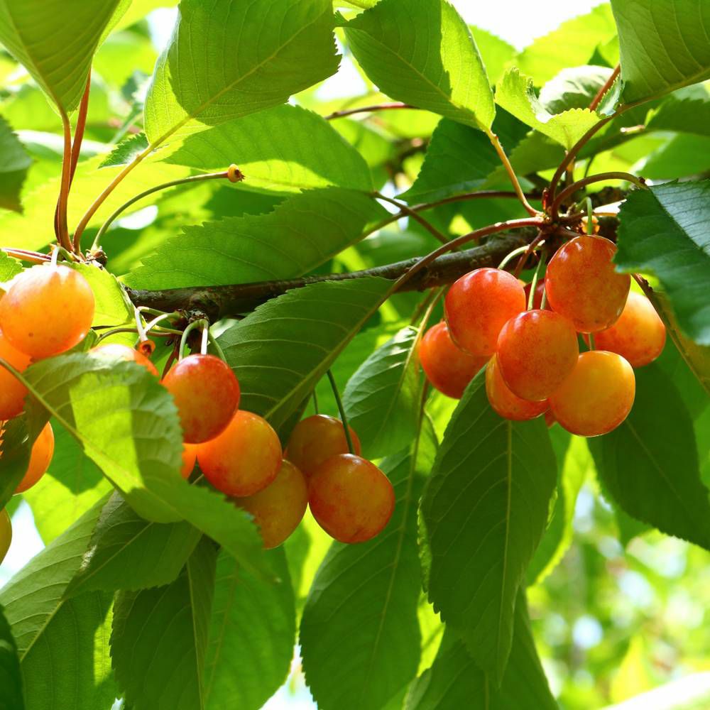 000000015961-07.jpg?size=l&w=