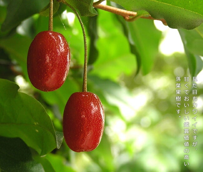 グミ 落葉性 ビックリグミ 苗 通販 苗木部 By 花ひろばオンライン