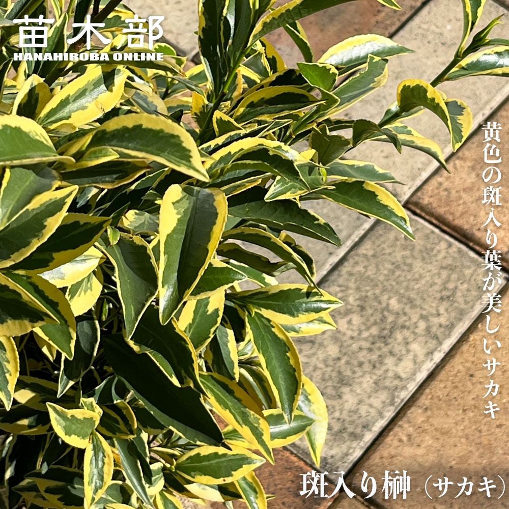 000000016268-01.jpg?size=l&w=