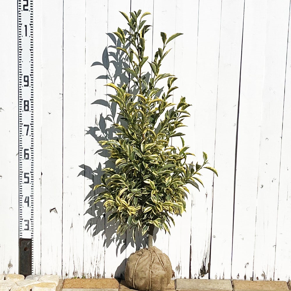 000000016268-03.jpg?size=l&w=