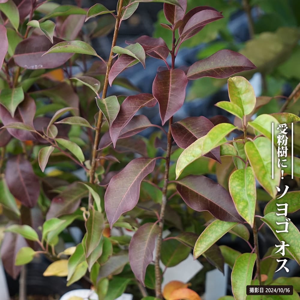 ソヨゴ　オス　163 商品検索ワード：ソヨゴ植木・庭木販売ならグリーンロケット 常緑樹