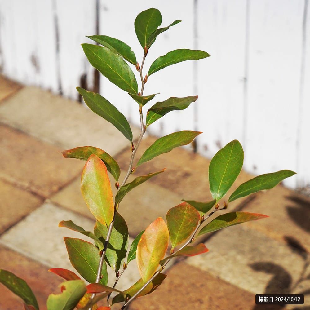 000000116204-02.jpg?size=l&w=