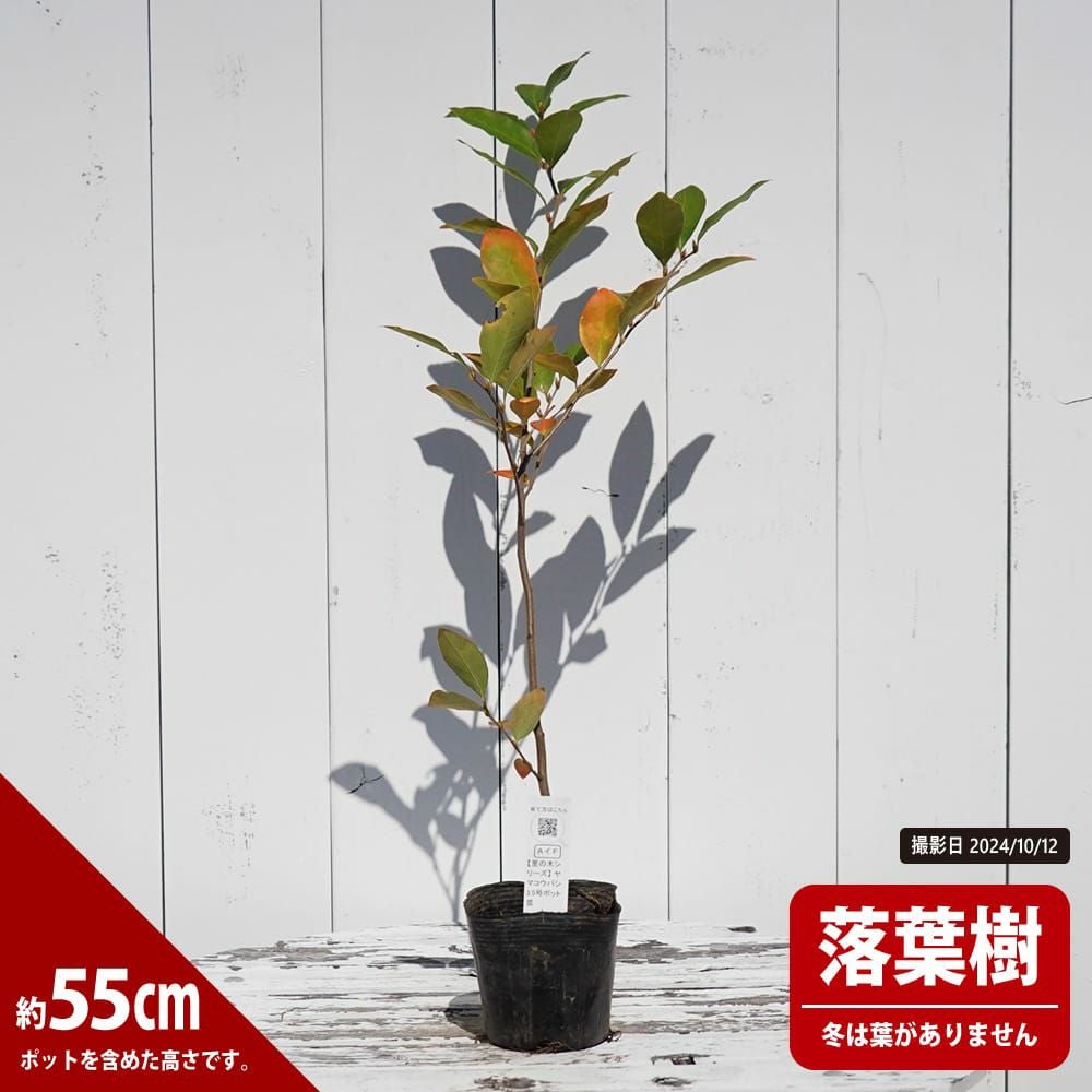 000000116204-03.jpg?size=l&w=