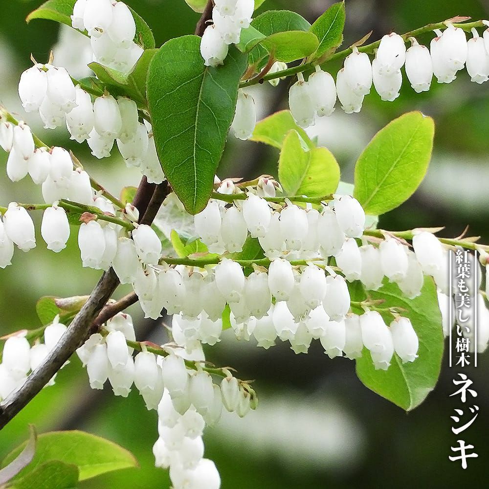 オトコヨウゾメ 苗 販売 苗木部 By 花ひろばオンライン