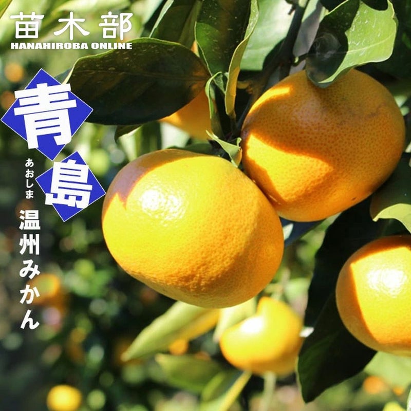 000000016314-01.jpg?size=l&w= 