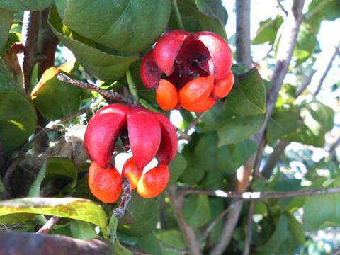 マユミ・ツリバナの苗木｜切花や茶花で楽しめる木｜苗木部 本店｜花