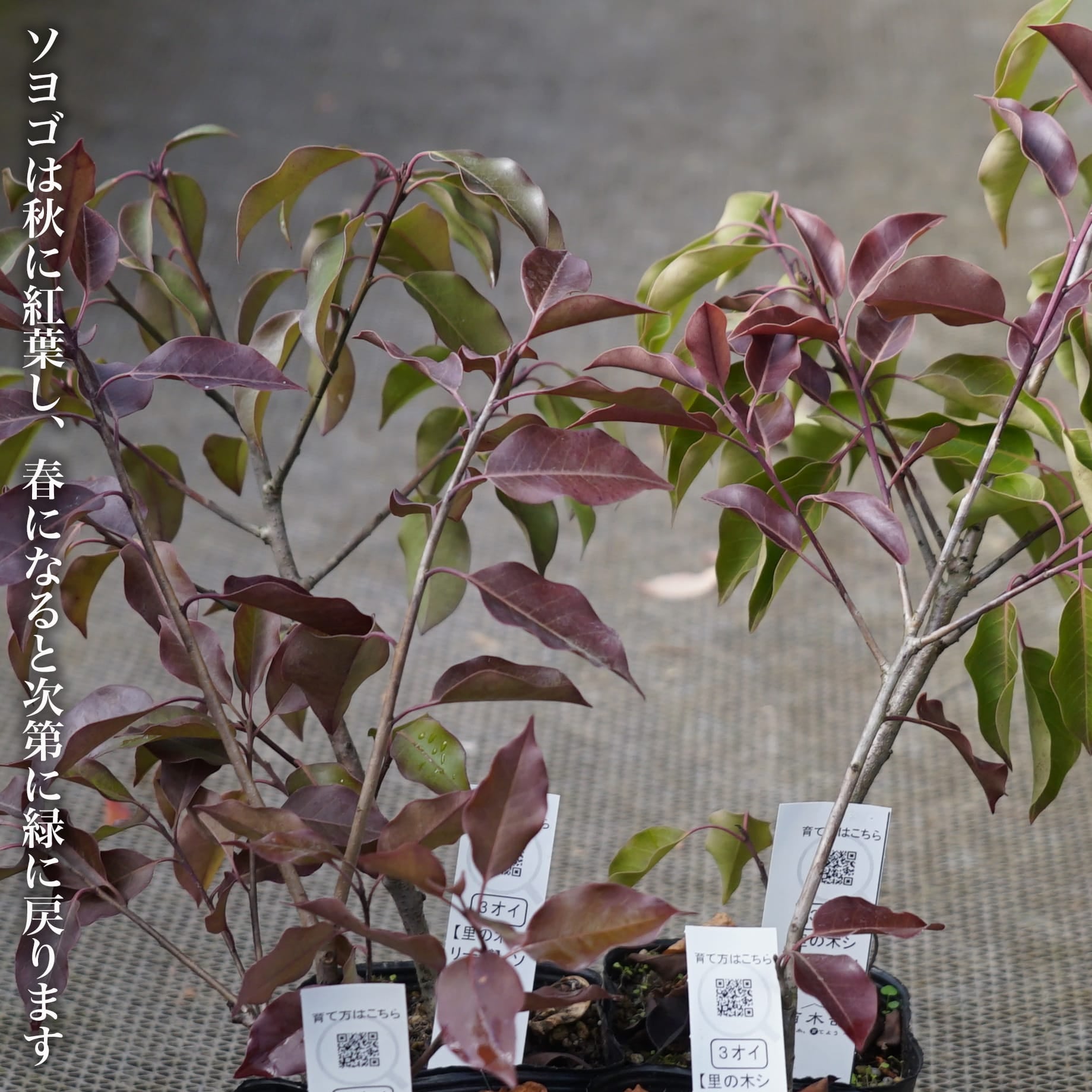 000000016824-03.jpg?size=l&w=