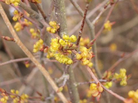 アブラチャン 苗 販売 苗木部 By 花ひろばオンライン