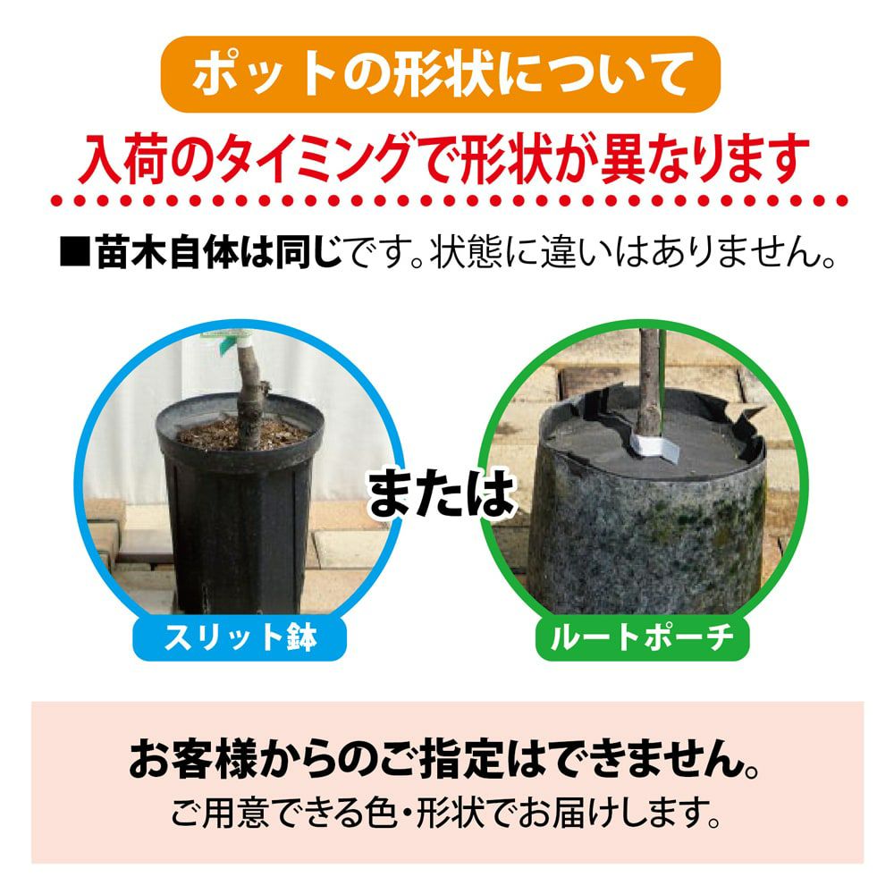 プラム・スモモ プルーン シュガー 苗 通販 苗木部 By 花ひろばオンライン