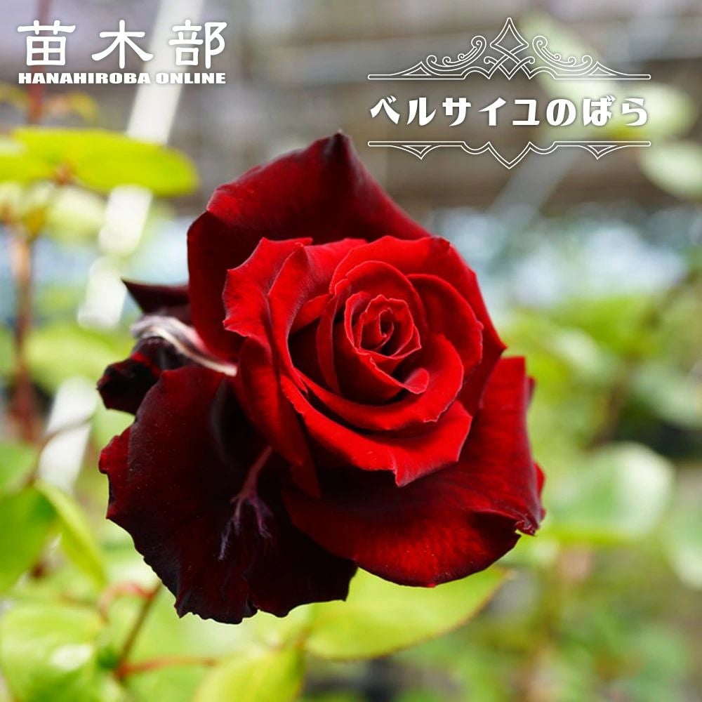 000000016907-01.jpg?size=l&w=
