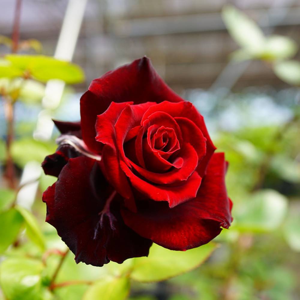 ベルサイユの薔薇さん専用 バラ苗 図鑑 ベルサイユのばら La Rose de Versailles 国産ノイバラ台