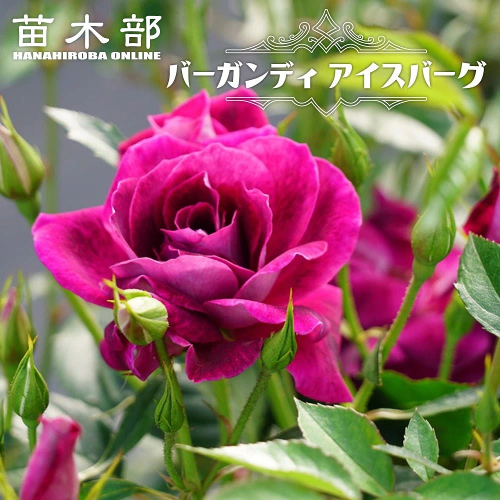 000000016972-01.jpg?size=l&w=