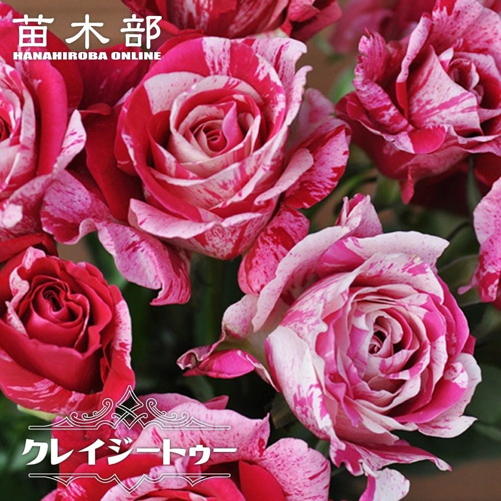 000000016988-01.jpg?size=l&w=