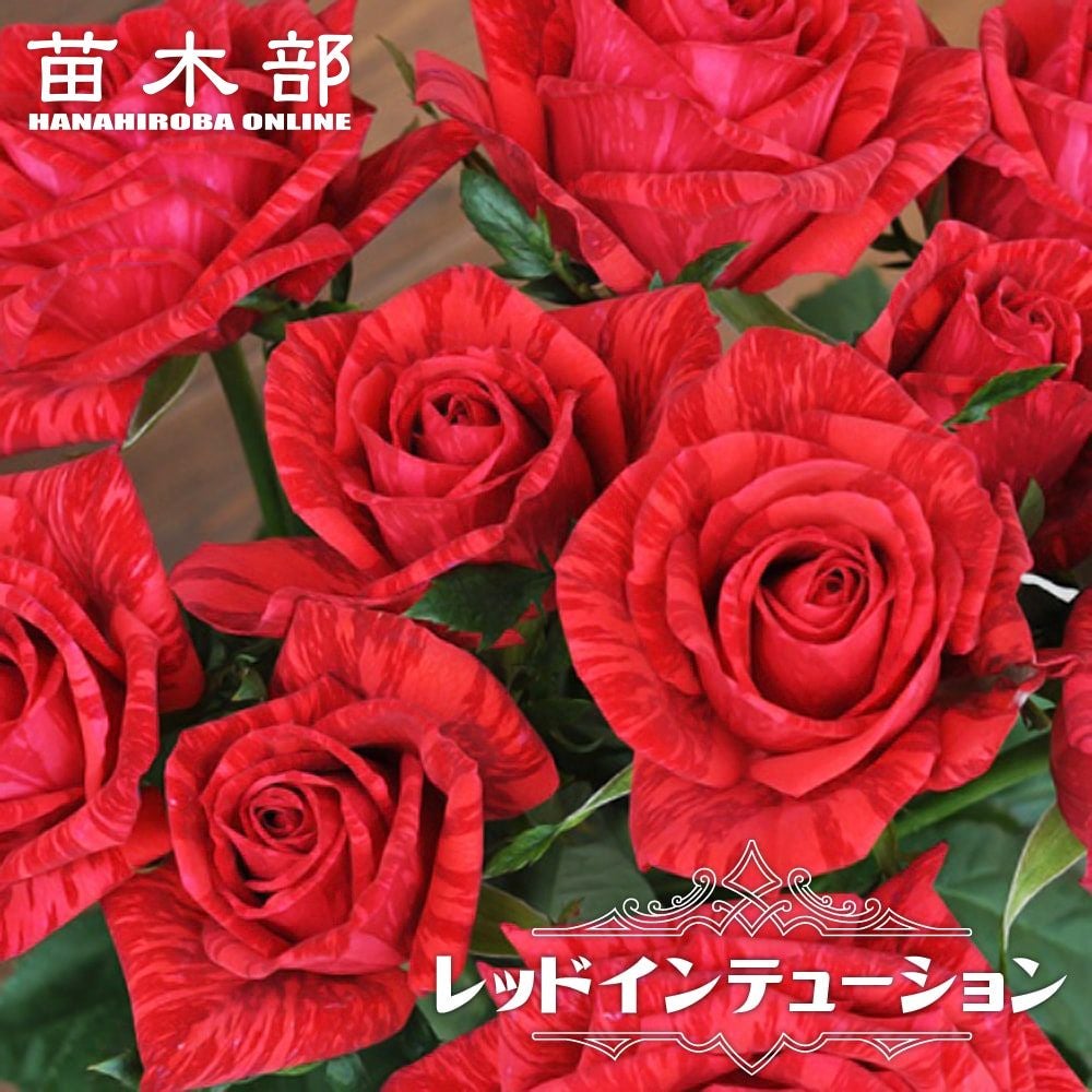 000000016990-01.jpg?size=l&w=