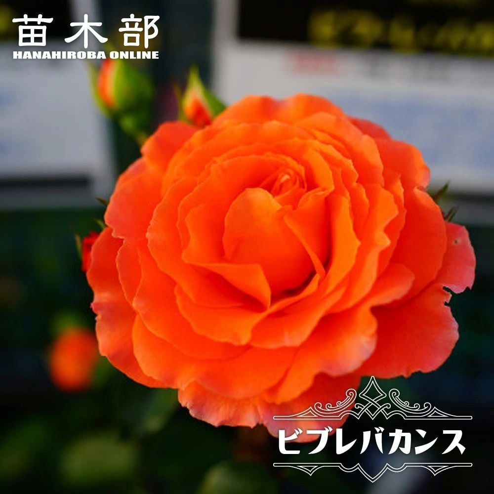 000000016995-01.jpg?size=m&w=