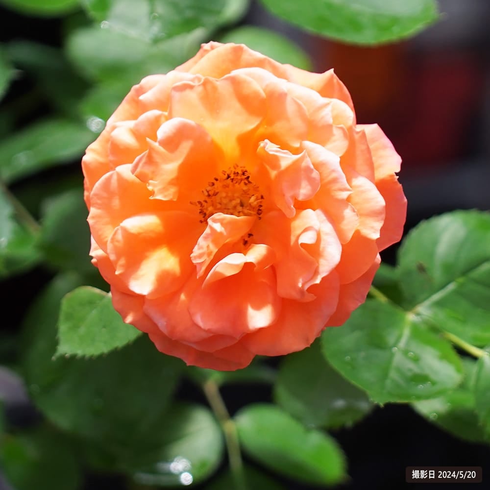 バラ ビブレバカンス！ FL フロリバンダ 苗 販売 苗木部 By 花ひろば