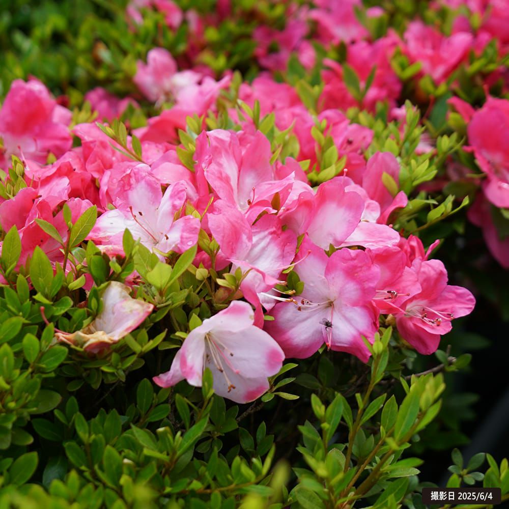 サツキ 鈴の誉 苗 おすすめ 苗木部 By 花ひろばオンライン