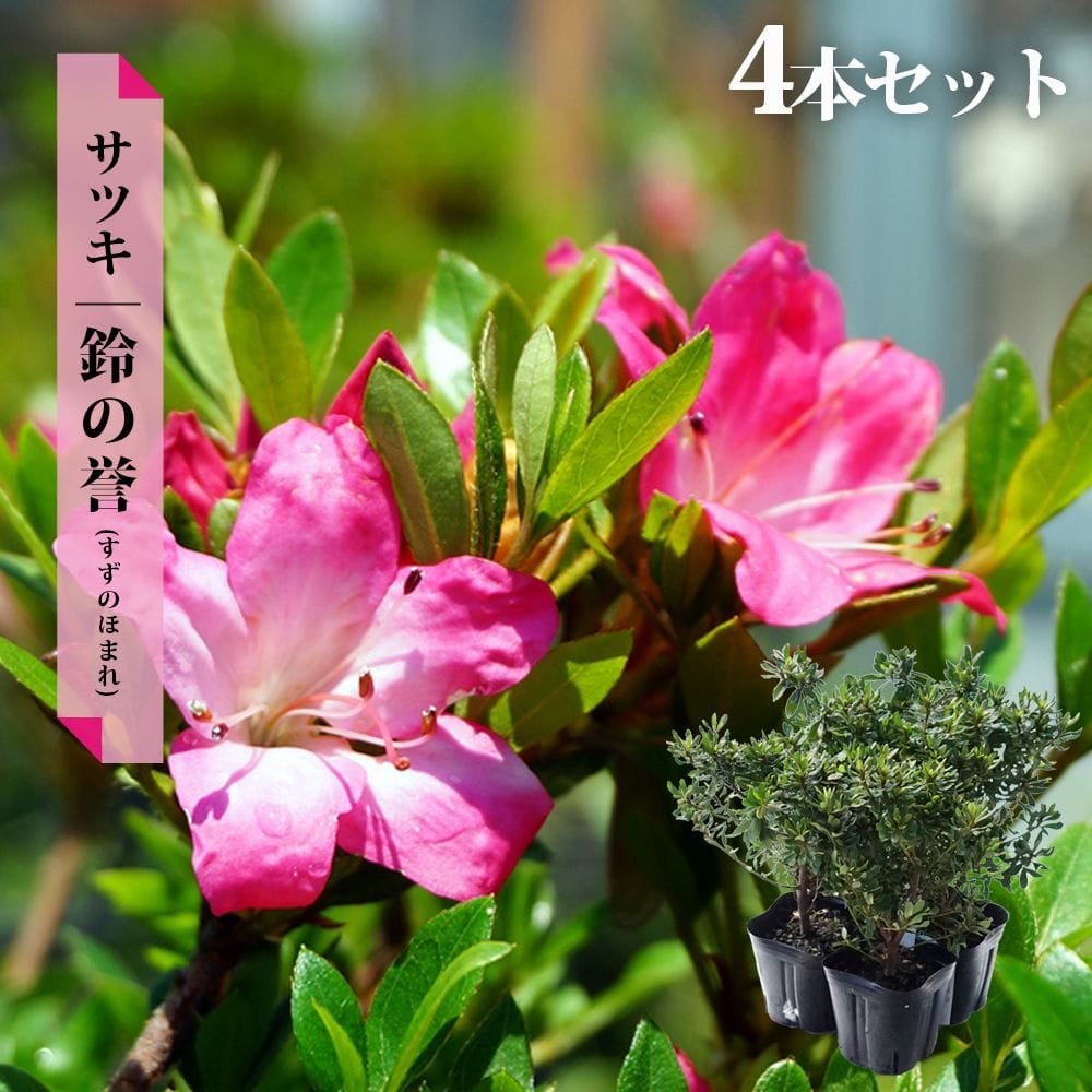 サツキ 鈴の誉 4号ポット苗 12本セット