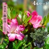 サツキ 鈴の誉 4号ポット苗 12本セット