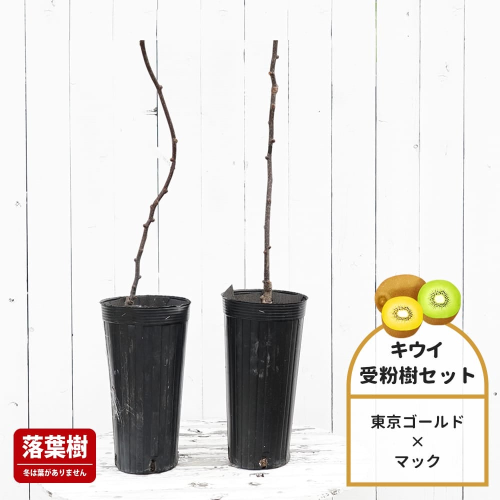 キウイ 東京ゴールドとマックの受粉樹セット