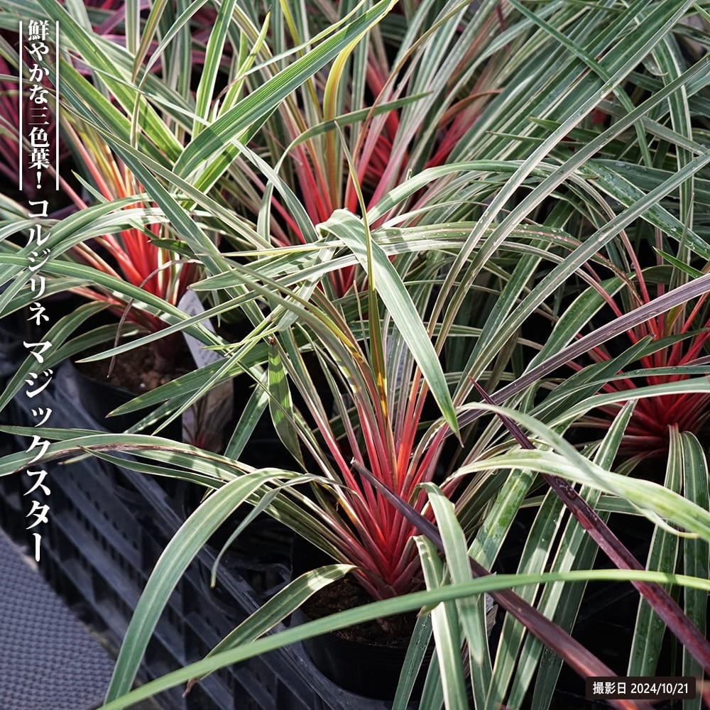 コルジリネ（ドラセナ） | 苗木部 本店 By 花ひろばオンライン