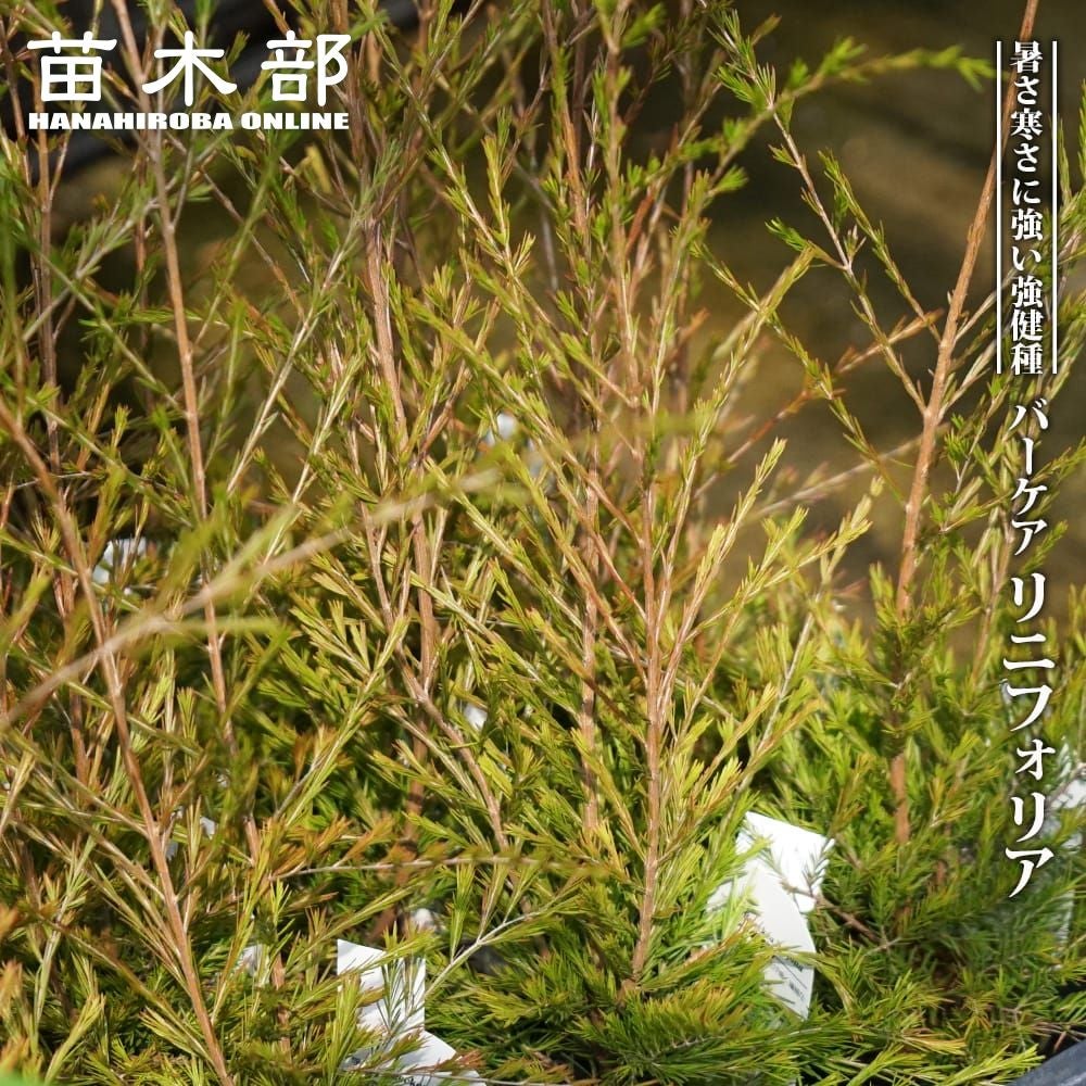 アカシア ポートリンカーンワトル 苗 販売 苗木部 By 花ひろばオンライン