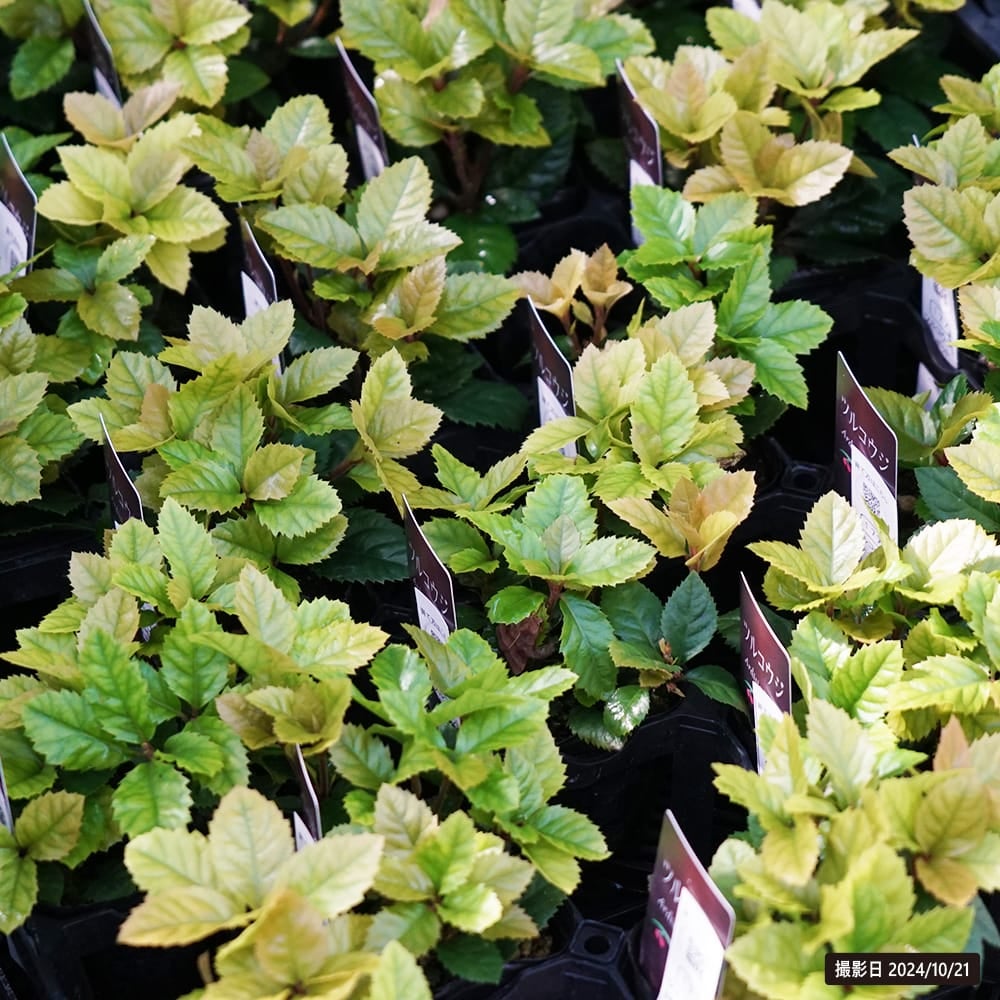 ツルコウジ ツルコウジ 苗 販売 苗木部 By 花ひろばオンライン