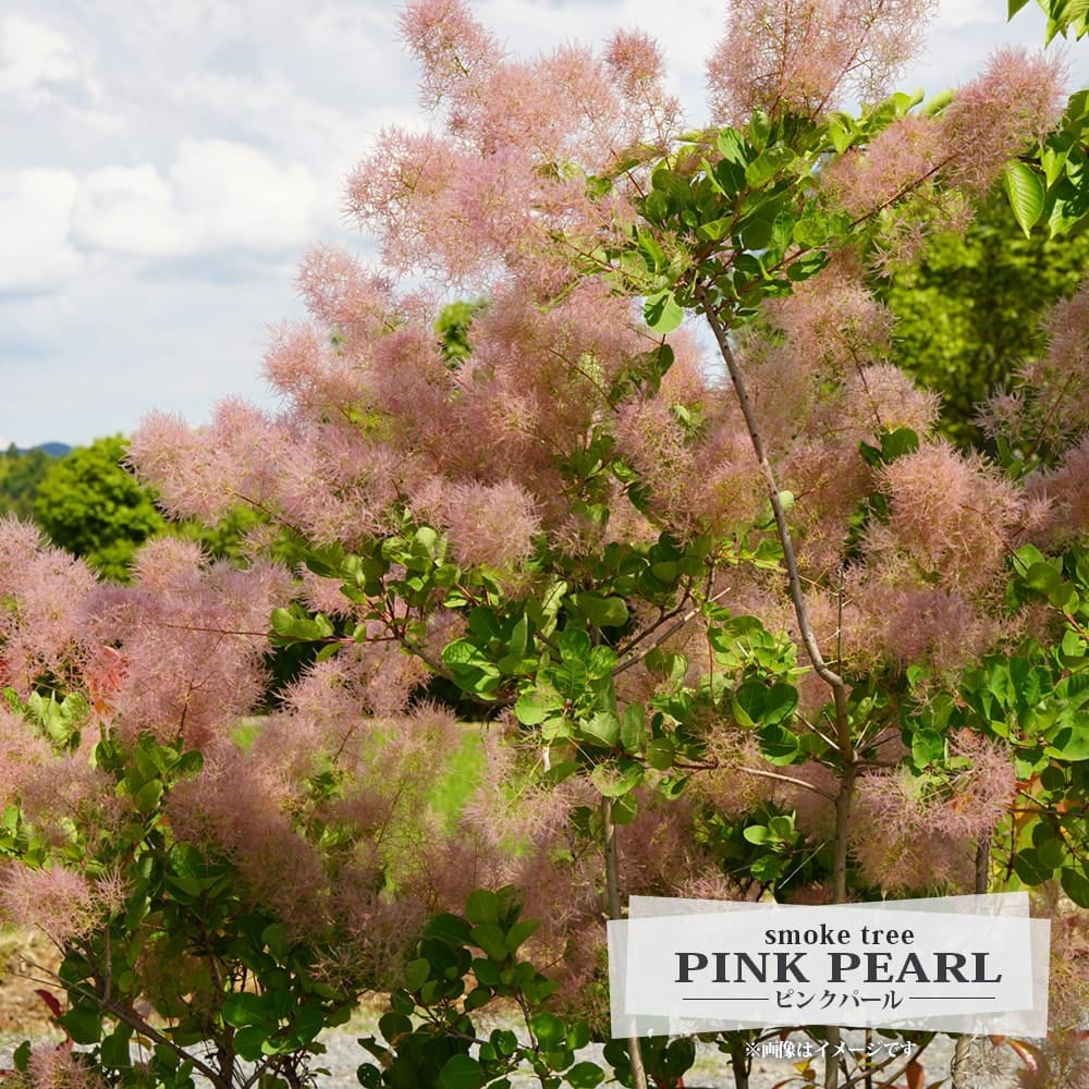 000000117170-01.jpg?size=l&w=