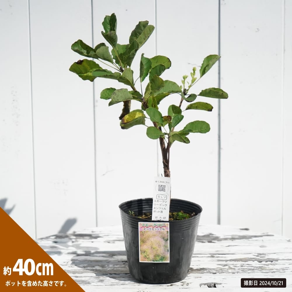 000000117170-02.jpg?size=l&w=