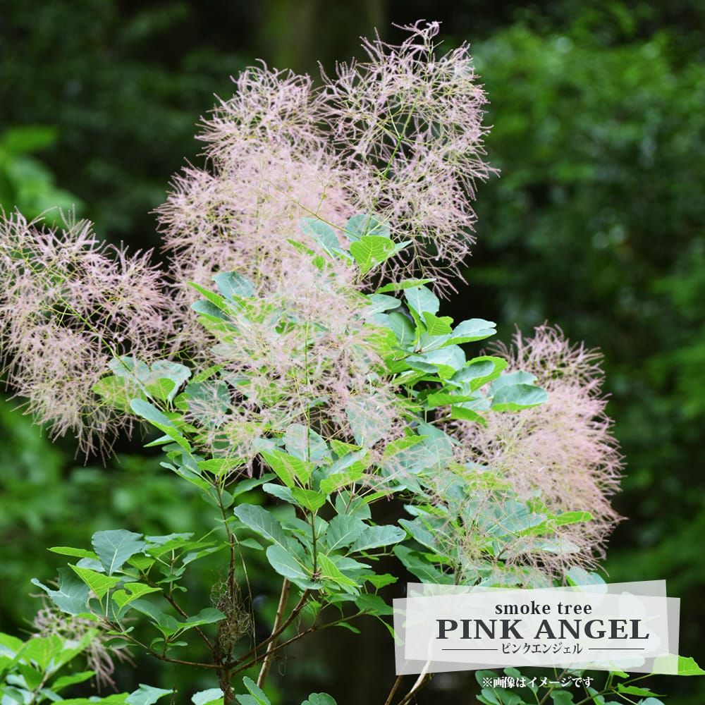 000000117171-01.jpg?size=l&w=