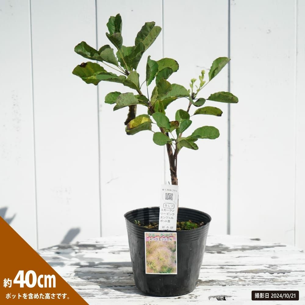 000000117171-02.jpg?size=l&w=