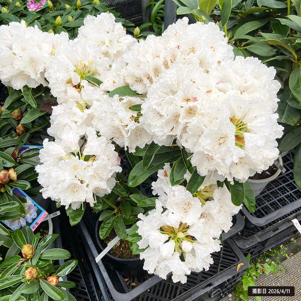 2【西洋シャクナゲ MIX 花芽有 11鉢セット 4号】現品 鉢植え 花、園芸