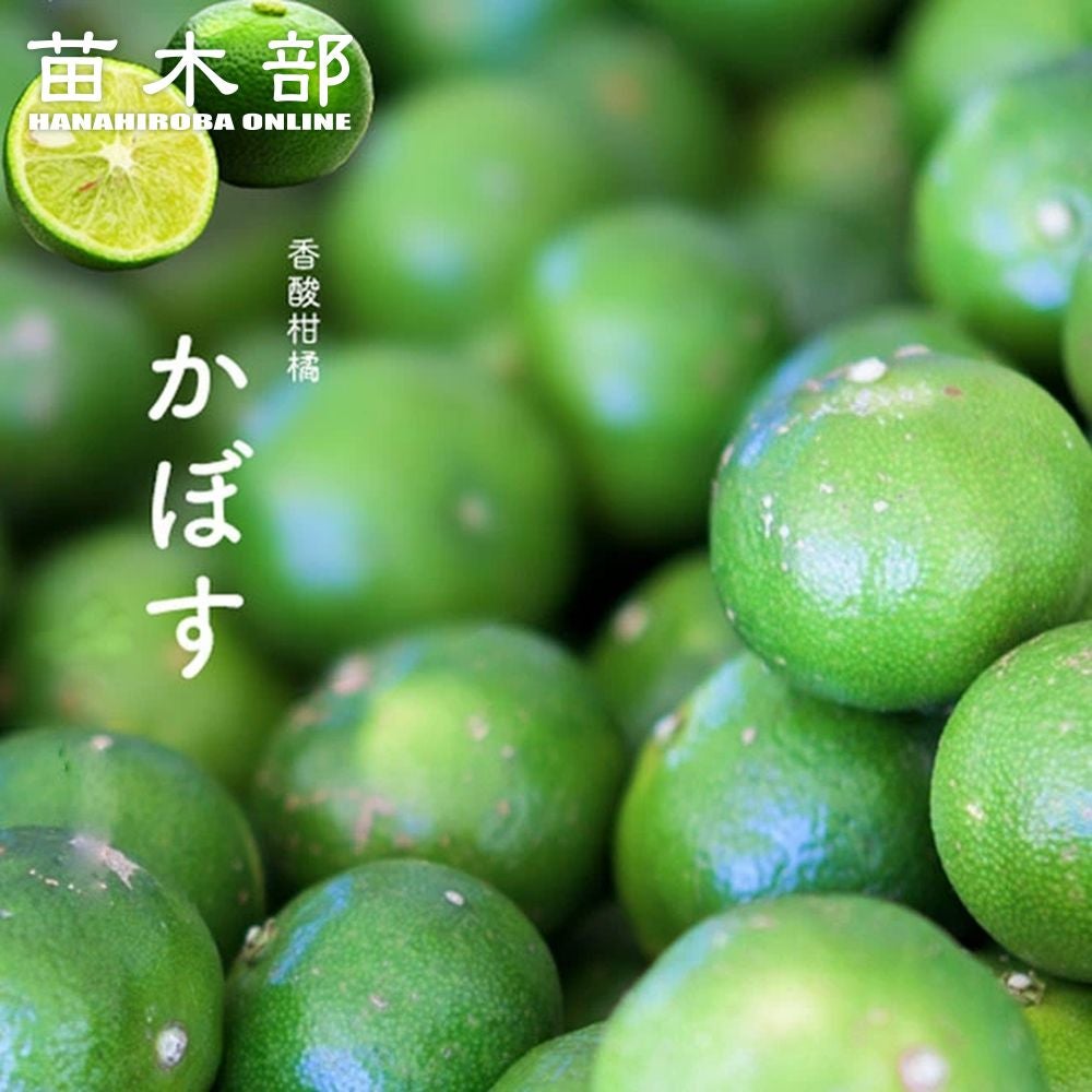 000000017735-01.jpg?size=l&w=