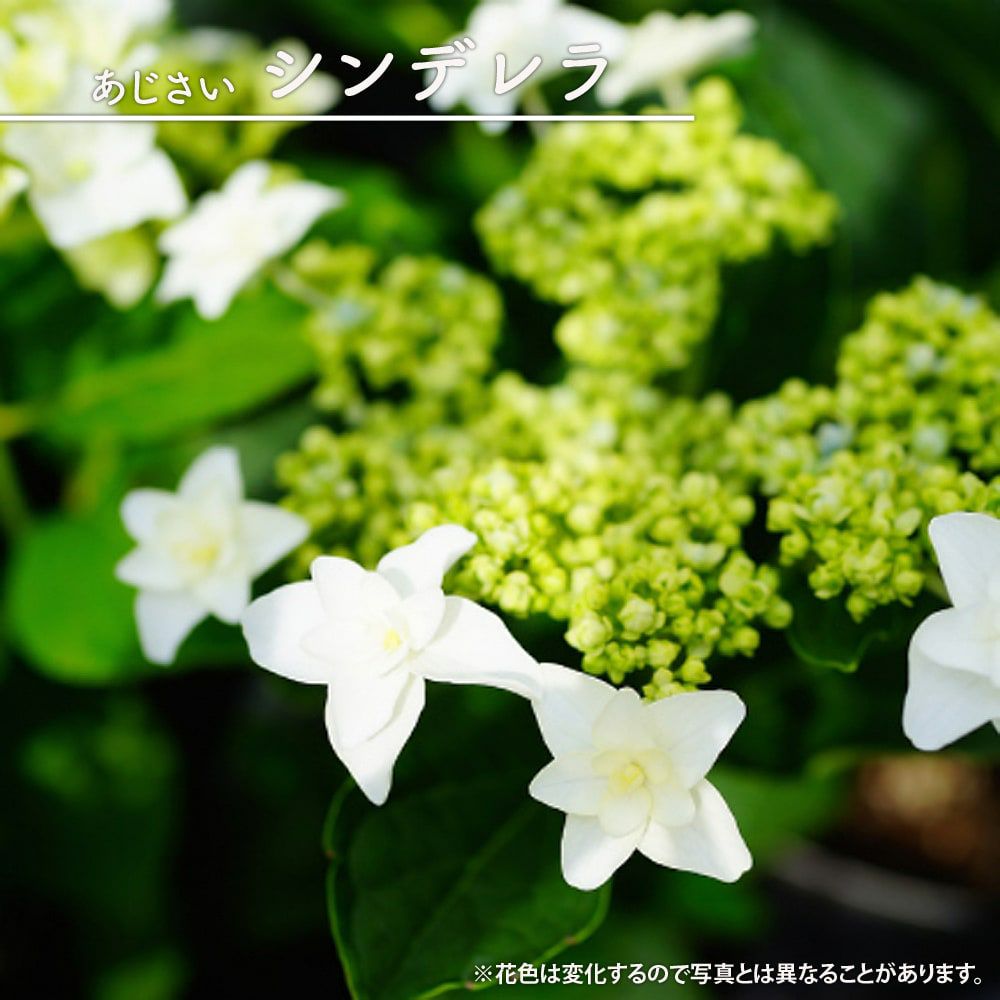 000000018162-01.jpg?size=l&w=