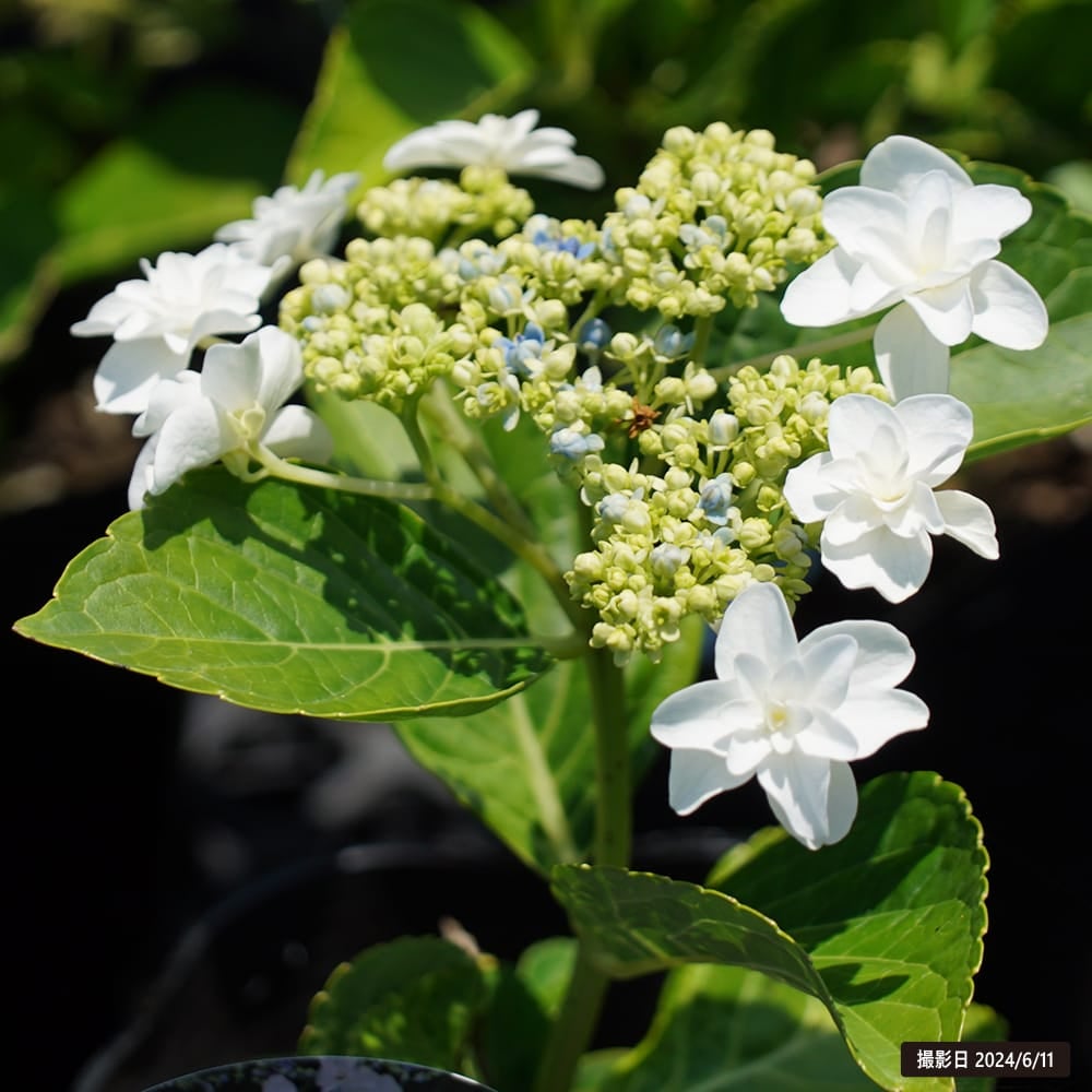 シンデレラ ガクアジサイ 苗 販売 苗木部 By 花ひろばオンライン