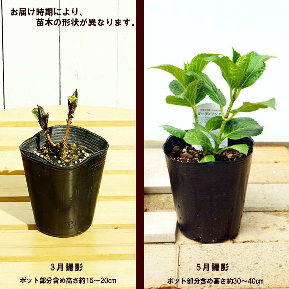 アジサイ 加茂セレクション うたげ 苗 販売 苗木部 By 花ひろばオンライン