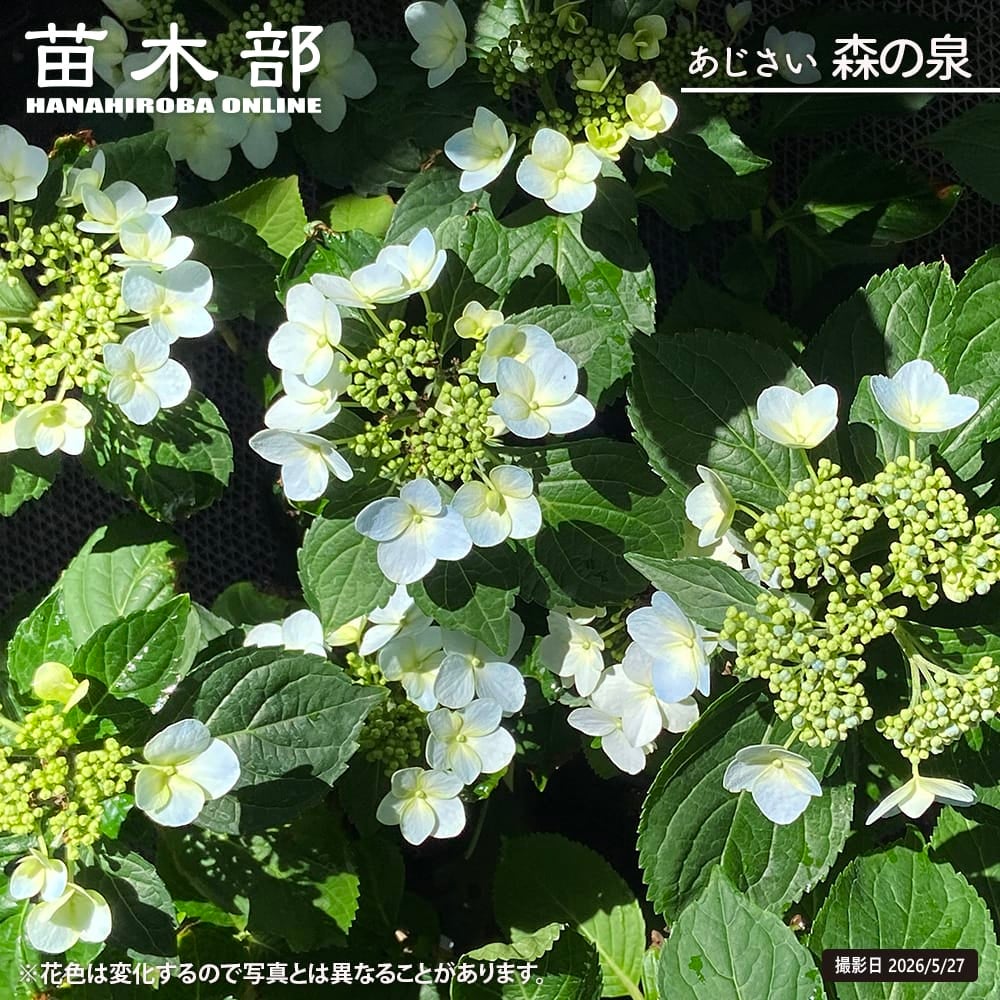 アジサイ 加茂セレクション 星花火 苗 販売 苗木部 By 花ひろばオンライン