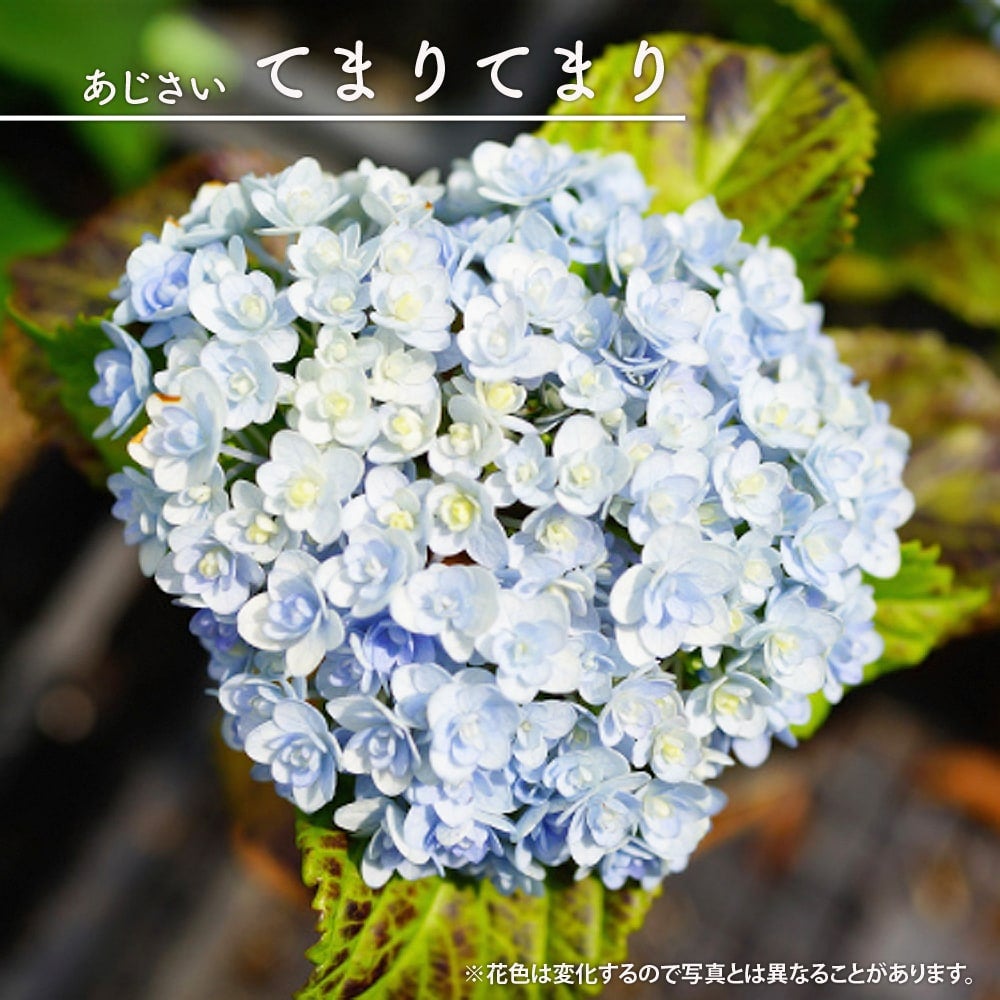 アジサイ　開花株　大株　てまりてまり 楽天市場】【開花株】アジサイ（紫陽花） てまりてまり (テマリテマリ