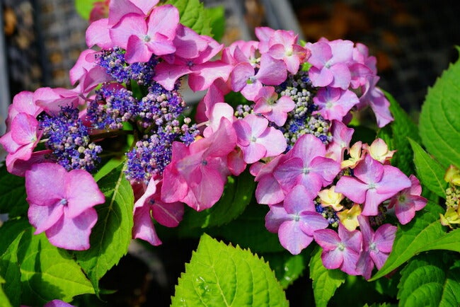 紫陽花 i53ac0e3118dfe.jpg