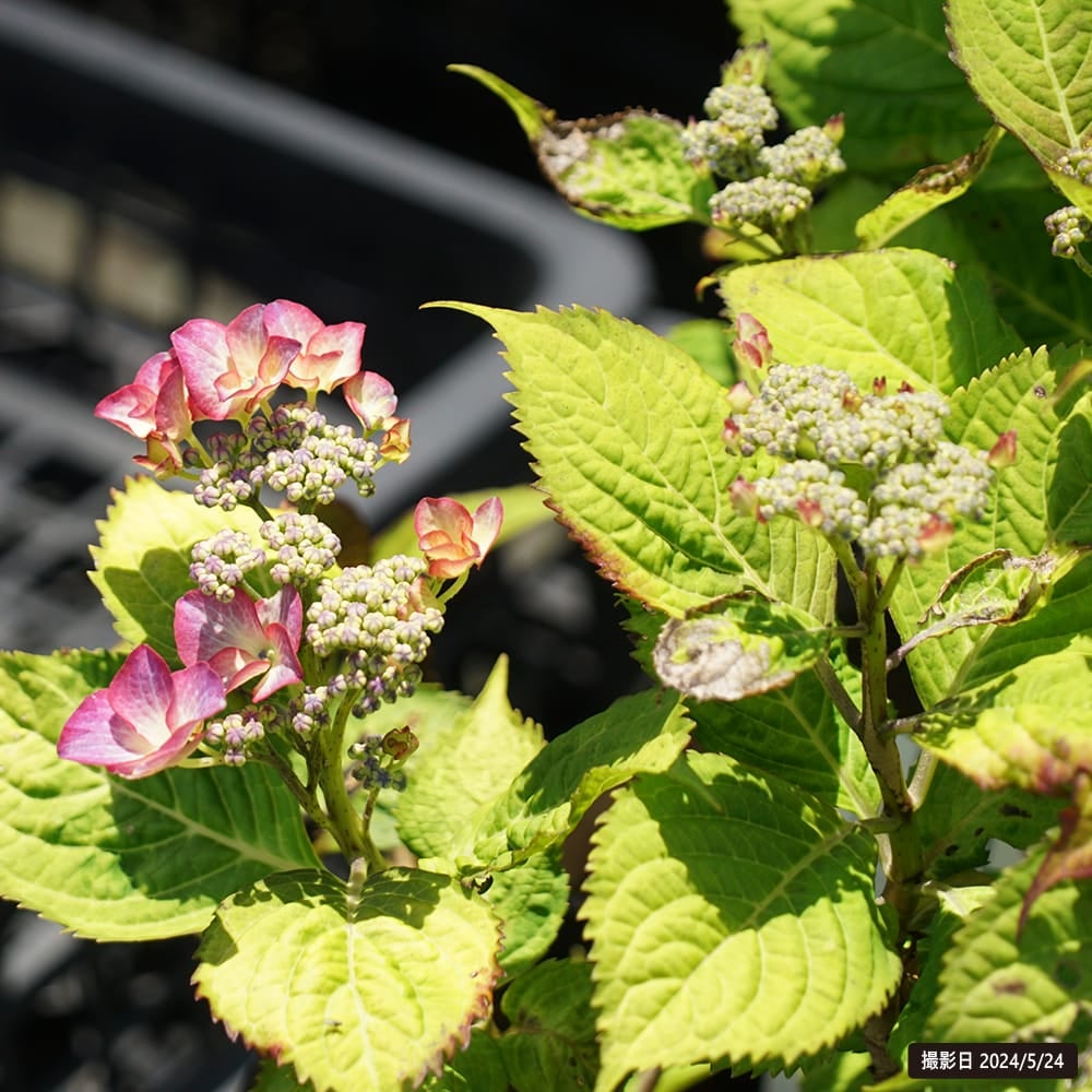 紫陽花 i53ac0e3118dfe.jpg